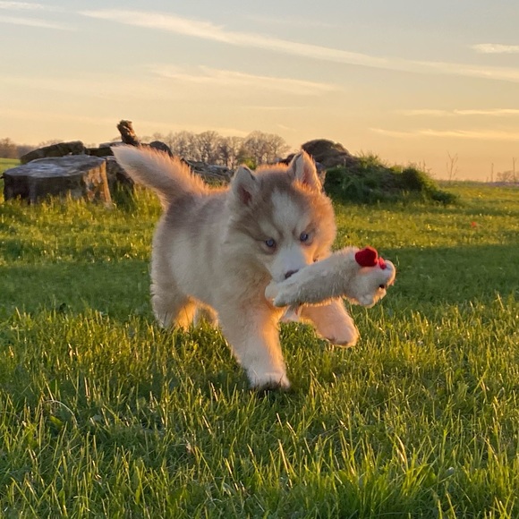 Meet your Posher, Jeaneé Elms - Picture 11 of 13